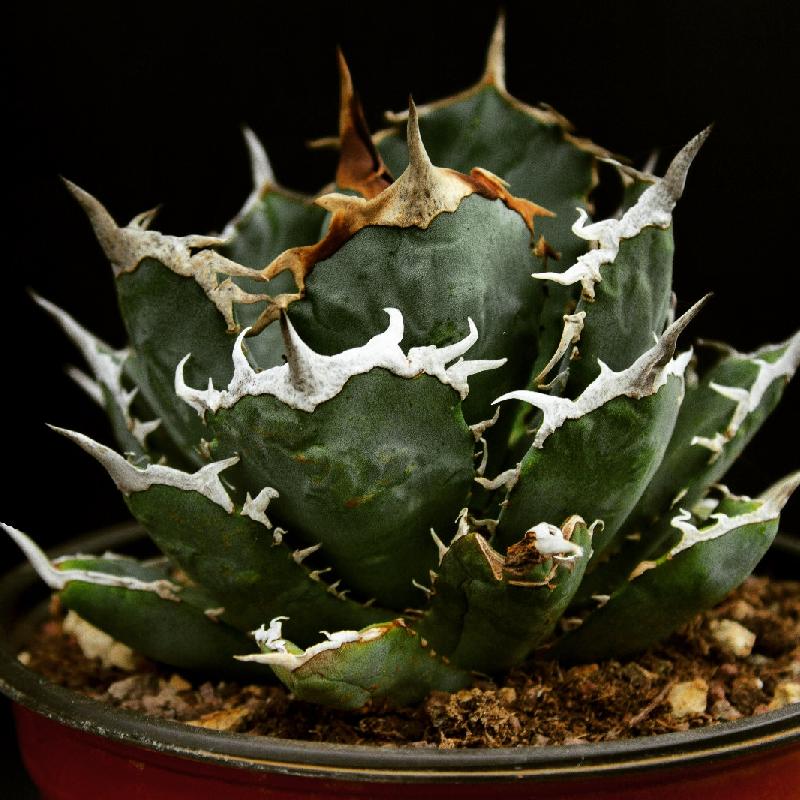 Agave Titanota .jpg